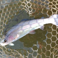 みんな釣るなあ 大安トラウトレイク